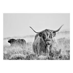 Artgeist Highland Cattle Vlies Fototapete