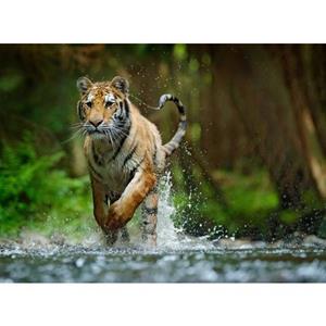 Papermoon Fototapete »Siberian Amur Tiger«, glatt