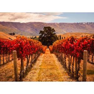 Papermoon Fotobehang Autumn Vineyard
