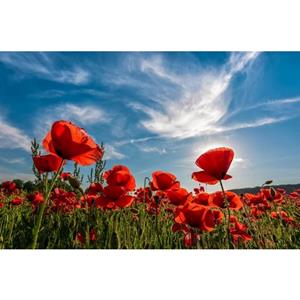 Papermoon Fotobehang Poppy Flowers Field