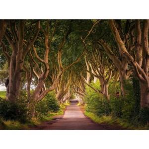 Papermoon Fotobehang Dark Hedges Tree tunnel