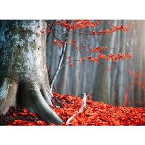 Papermoon Fotobehang Old Autumn Tree