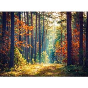 Papermoon Fototapete »Autumn Forest Sun Rays«, glatt