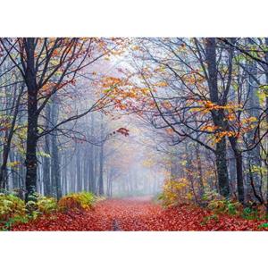 Papermoon Fotobehang Foggy Autumn forest Road