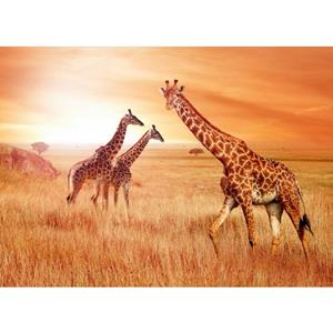 Papermoon Fototapete »African Giraffes«, glatt