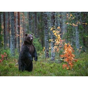 Papermoon Fototapete »Brown Bear in Autumn Forest«, glatt