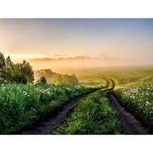 Papermoon Fototapete »Foggy Forest Path«, glatt