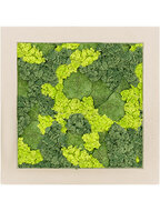 Mosschilderij - Polystone Natural 30% Bolmos 70% Rendiermos (Mix)