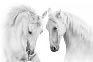 Karo-art Fotobehang - Twee Schimmels, Paarden, zwart/wit, premium print, inclusief behanglijm