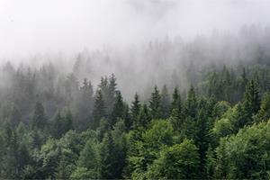 Karo-art Fotobehang - Bomen in de mist, Bos, groen/grijs, Vinyl behang, 11 maten, Premium Print, inclusief behanglijm, eenvoudig aan te brengen