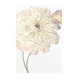 Komar Poster Illustratie Dahlia Hoogte: 70 cm