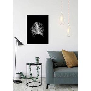 Komar Poster Feather black Hoogte: 70 cm