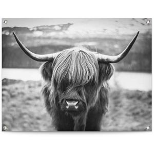 Reinders! Poster Schotse hooglander