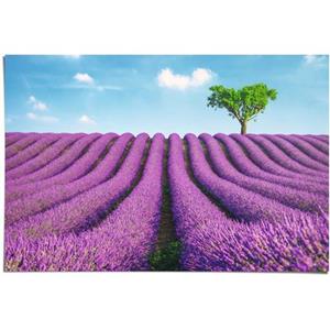 Poster Lavendel Velden