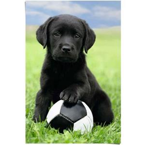Poster Labrador pup voetbal