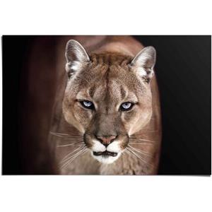 Reinders! Poster Puma close-up