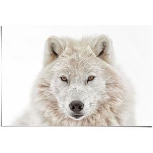 Reinders! Poster Witte wolf