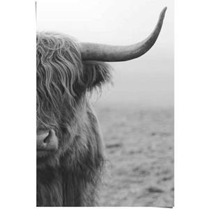 Reinders! Poster Highlander stier