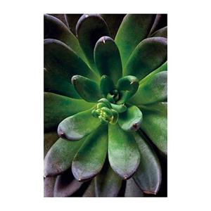 Komar Poster Succulent single Hoogte: 70 cm