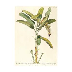 Komar Poster Rainforest Sapling (1 stuk)