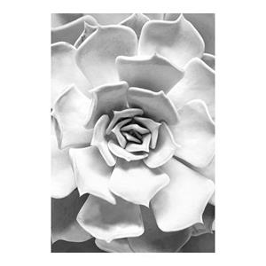 Komar Poster Succulent Closeup Hoogte: 70 cm