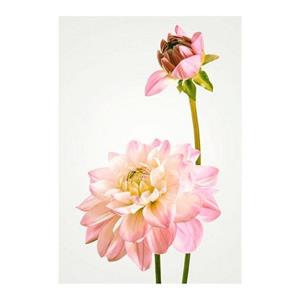 Komar Poster Dahlia Hoogte: 40 cm