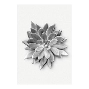 Komar Poster Succulent agave Hoogte: 40 cm