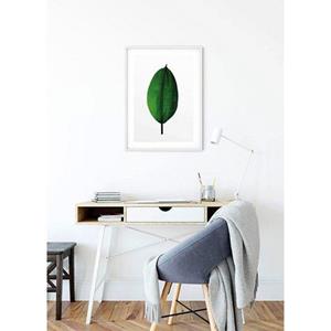 Komar Poster Ficus Leaf Hoogte: 50 cm