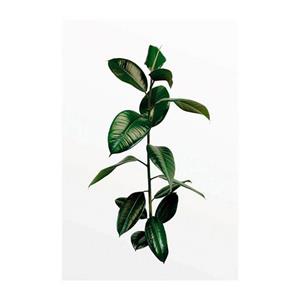 Komar Poster Ficus Branch Hoogte: 40 cm