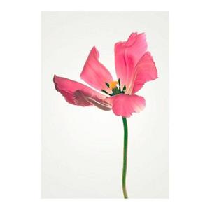 Komar Poster TULIP Hoogte: 50 cm