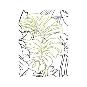Komar Poster Monstera Borsigiana (1 stuk)