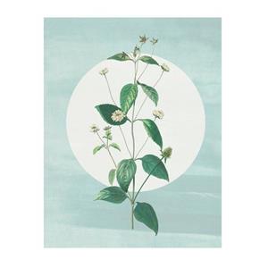 Komar Poster Faire Pousser des Fraises (1 stuk)