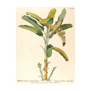 Komar Poster Rainforest Sapling (1 stuk)