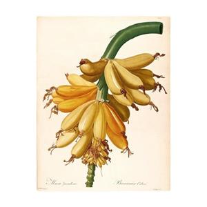 Komar Poster Plantains (1 stuk)