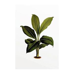 Komar Poster Elastica Leaf Hoogte: 70 cm