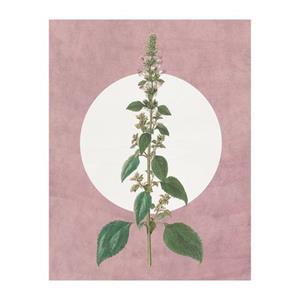 Komar Poster Menthe en Croissance (1 stuk)