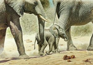 PGM Renato Casaro - Go Baby Go Kunstdruk 100x70cm