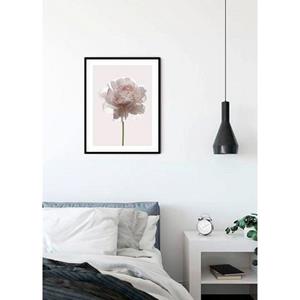 Komar Poster Rosé Hoogte: 70 cm