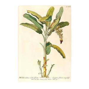 Komar Poster Rainforest Sapling (1 stuk)