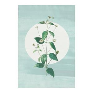 Komar Poster Faire Pousser des Fraises (1 stuk)