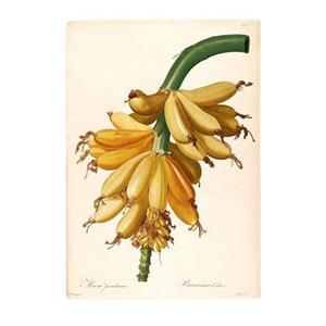 Komar Poster Plantains (1 stuk)