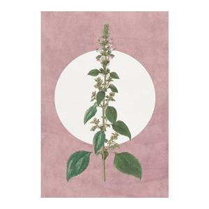 Komar Poster Menthe en Croissance (1 stuk)
