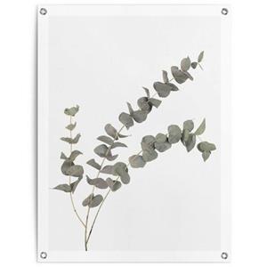 Reinders! Poster Eucalyptus