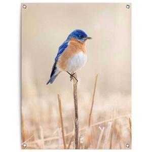 Reinders! Poster Blauwe vogel