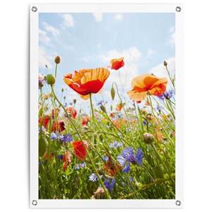 Reinders! Poster Bloemenveld