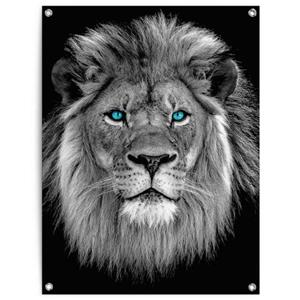 Reinders! Poster Leeuw met blauwe ogen