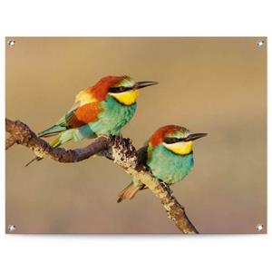 Reinders! Poster Der Bienenfresser
