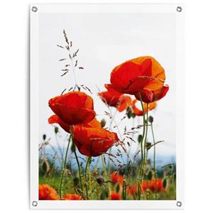 Reinders! Poster Klaprozen Outdoor voor tuin of balkon