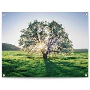 Reinders! Poster Baum in der Morgensonne