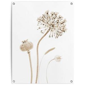 Reinders! Poster Droogbloemen